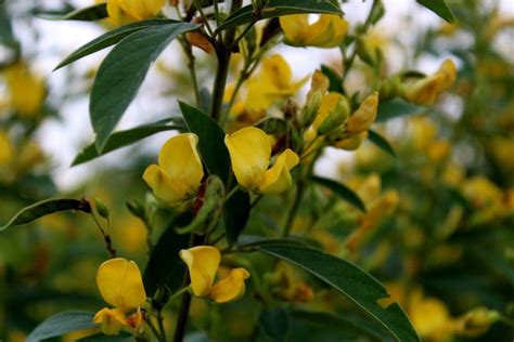 Growing Pigeon Peas In Container - Planting Guide | Gardening Tips