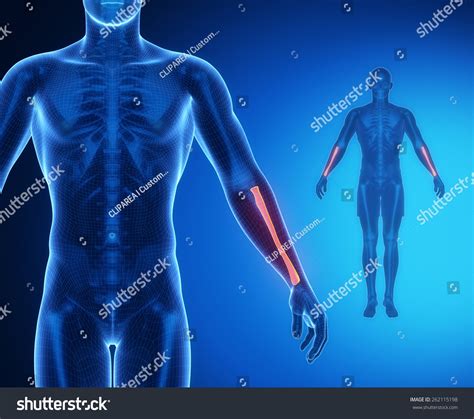 Radius Bone Anatomy X-ray Scan Stock Illustration 262115198 | Shutterstock