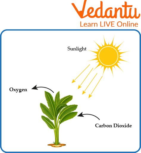 Uses of Oxygen | Learn Important Terms and Concepts