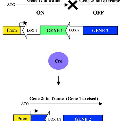 (PDF) A single vector containing modified cre recombinase and LOX recombination sequences for ...