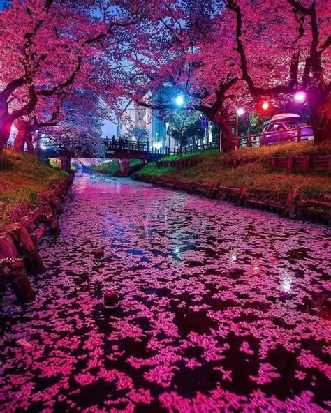 The Japanese Cherry Blossom At Night : r/BotanicalPorn