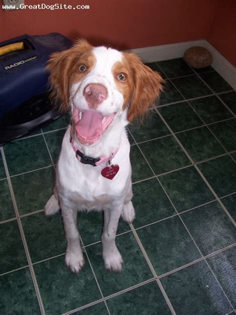 A photo of a 4 months old, White and Orange, Brittany Spaniel - Lacey loves to smile ...