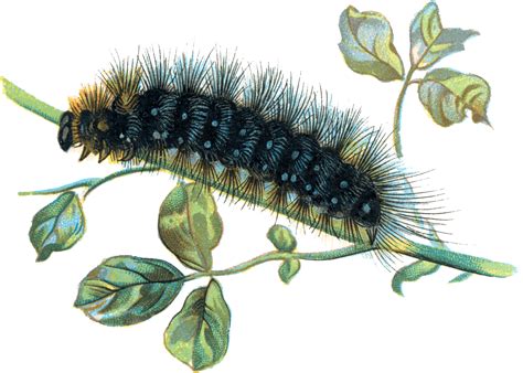 Caterpillar Clip art - caterpillar png download - 1889*1348 - Free ...