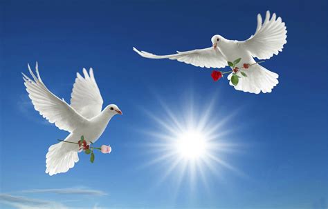 Love it! | Dove images, Bird wallpaper, White doves