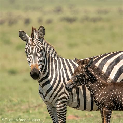 Zebra - Africa Geographic