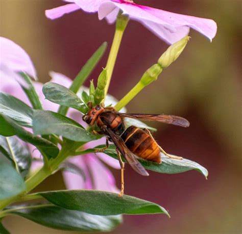 Do Wasps Make Honey? - Beekeeping 101