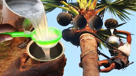 Juice of Toddy Palm in rice farm | Amazing Asian Palmyra Palm Wine | THATI KALLU for Health ...