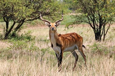 Lechwe Bull Horns Marsh - Free photo on Pixabay