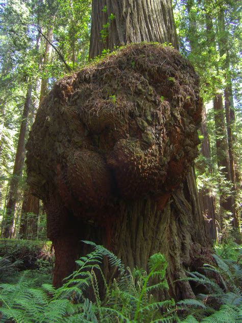 Tales From the Trails: Humboldt Redwoods State Park