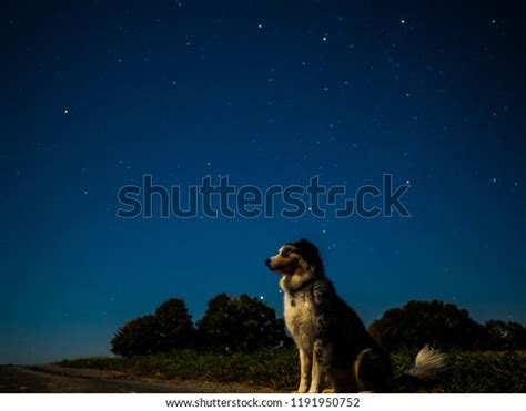 7,180 Dog Night Sky Images, Stock Photos & Vectors | Shutterstock