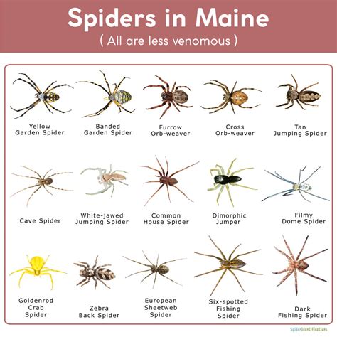 Spiders in Maine: List with Pictures