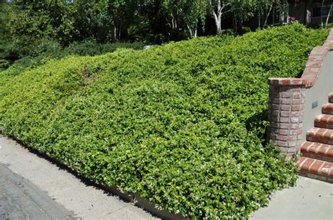 Star Jasmine Hillside | Ground cover, Garden design, Ground cover plants