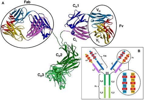 Difference Between Globin and Globulin - Pediaa.Com