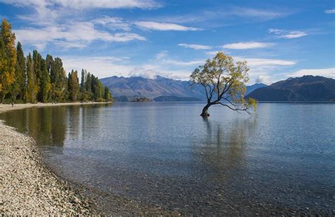 That Wanaka Tree: New Zealand's Most Instagram-Famous Tree | See the ...