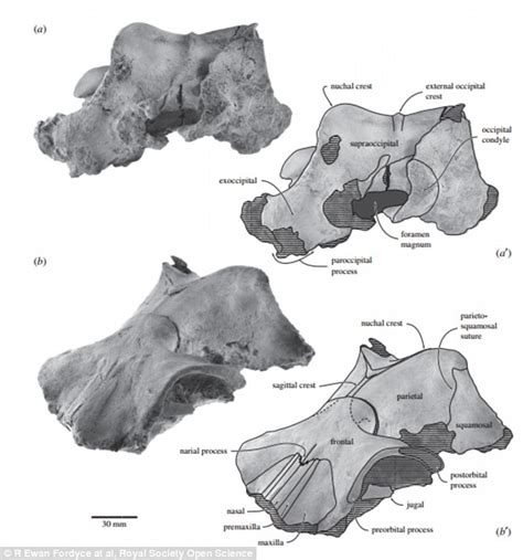 Fossilised teeth from a tiny 6ft baleen ancestor show how whale filter systems evolved | Daily ...