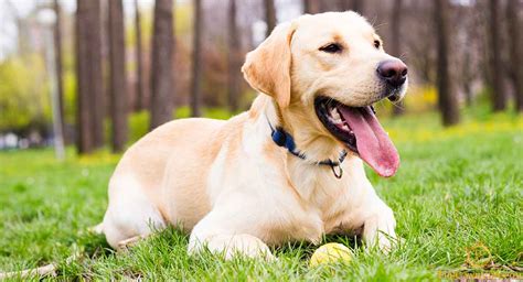 Tìm hiểu về dòng chó Labrador Retriever - Giống chó tha mồi Labrador