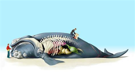 Dead Beached Whale Anatomy Photograph by Jose Antonio Penas/science Photo Library - Fine Art America