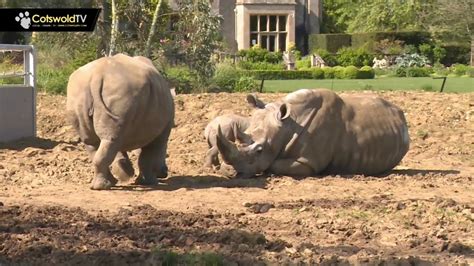 Baby Rhino at Cotswold Wildlife Park - Cotswold TV