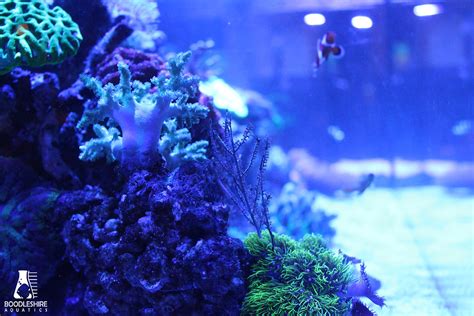 Is Keeping a Saltwater Reef Aquarium Difficult?