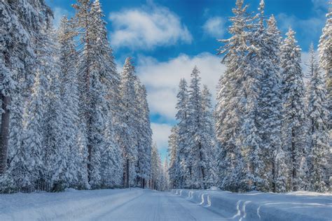 Download Snow Pine Forest Nature Winter HD Wallpaper