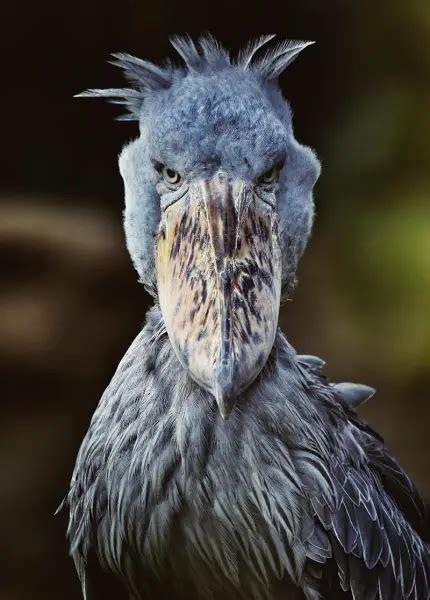 Shoebill | The Animal Facts | Appearance, Habitat, Diet, Breeding, More!