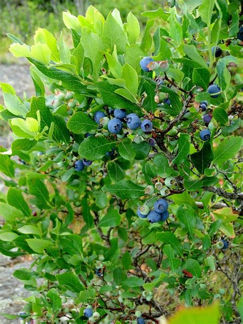 Blueberry Bush Shrub · Free photo on Pixabay