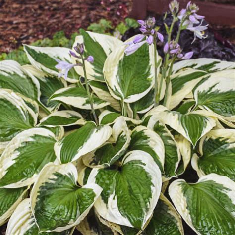 HOSTA PATRIOT - Berns Garden Center & Landscaping - Ohio