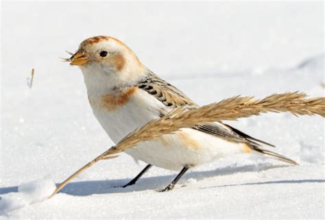 Take 5: Snow Buntings | Mass Audubon – Your Great Outdoors