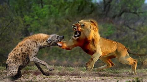 Hyena Vs Big Cats – Which Is Stronger - Pets - Nigeria