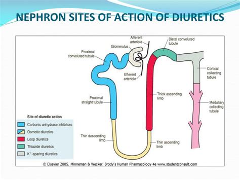 PPT - DIURETICS PowerPoint Presentation, free download - ID:5495151