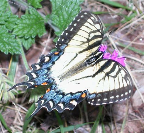 FEMALE(?) EASTERN SWALLOWTAIL BUTTERFLY Free Photo Download | FreeImages