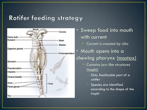 PPT - Phylum Rotifera PowerPoint Presentation, free download - ID:1862199