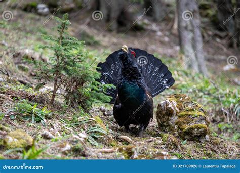 Mountain Rooster Carpathian Mountains Stock Photo - Image of carpathian, bird: 321709826