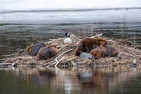 Curious Nature: A day in the life of a baby beaver | VailDaily.com