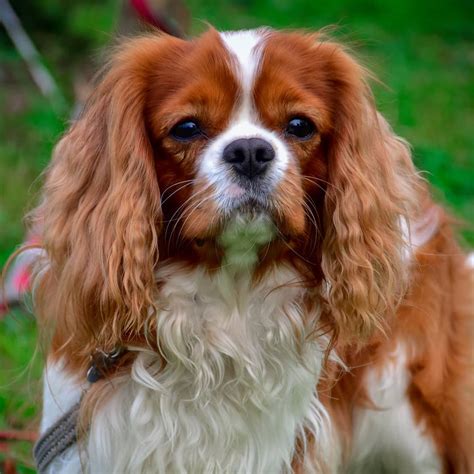 15 Cool Facts About Cavalier King Charles Spaniels - Page 2 of 5 ...