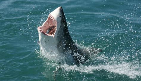 Will Shark Attack Prompt Coexistence on Cape Cod? | The Inertia