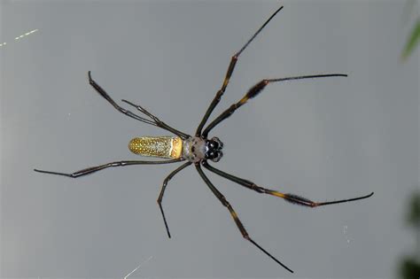 NEPHILIDAE | Pybio Paraguay Biodiversidad