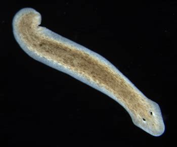 Planarian ~ Everything You Need to Know with Photos | Videos