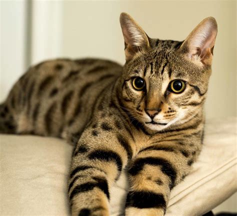 Are Savannah Cats Hypoallergenic? | Select Exotics - Savannah Cats