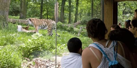 Bronx Zoo Tickets 2024 | Book TicketsToDo Online