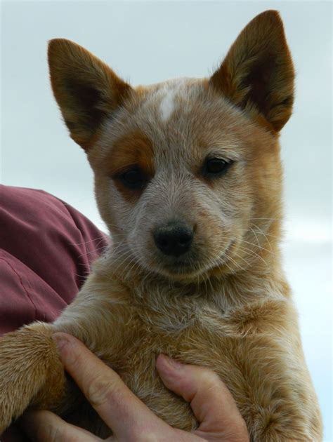 Australian Shepherd vs Australian Red Heeler - Breed Comparison