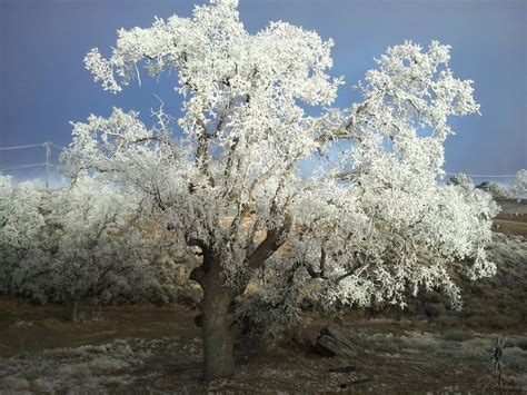 Nature's way of flocking trees- Rime ice - Barb's Back Yard