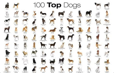 Dog Breeds A Z With Pictures - the meta pictures