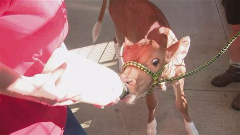 74th annual montgomery county agricultural fair begins | wusa9.com