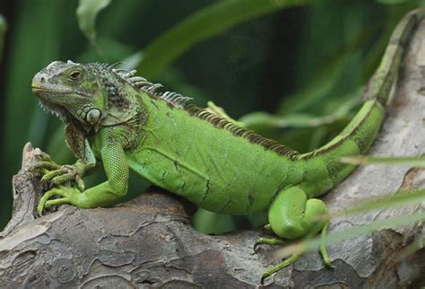 Green Iguana Facts and pictures | Reptile Fact