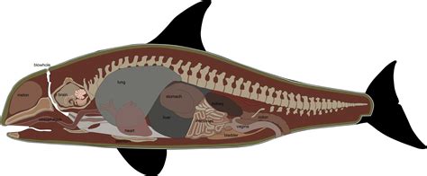 whale skeleton | Orque, Orques, Baleine