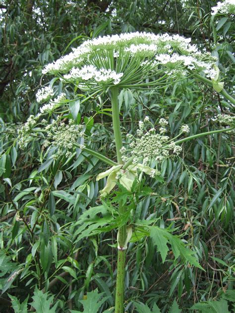 Giant Hogweed Removal: Identification & Eradication | Phlorum