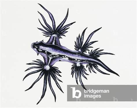 Glaucus Atlanticus Sea Slug Tattoo