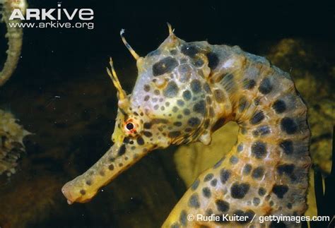 Big belly seahorse - Alchetron, The Free Social Encyclopedia