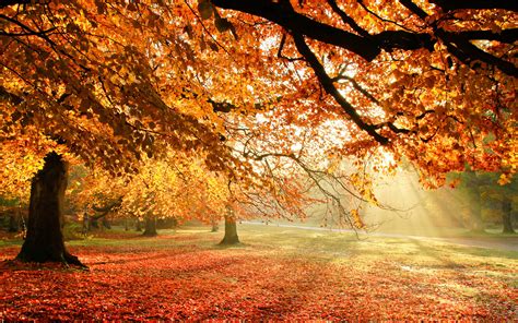 🔥 [73+] Autumn Tree Wallpapers | WallpaperSafari